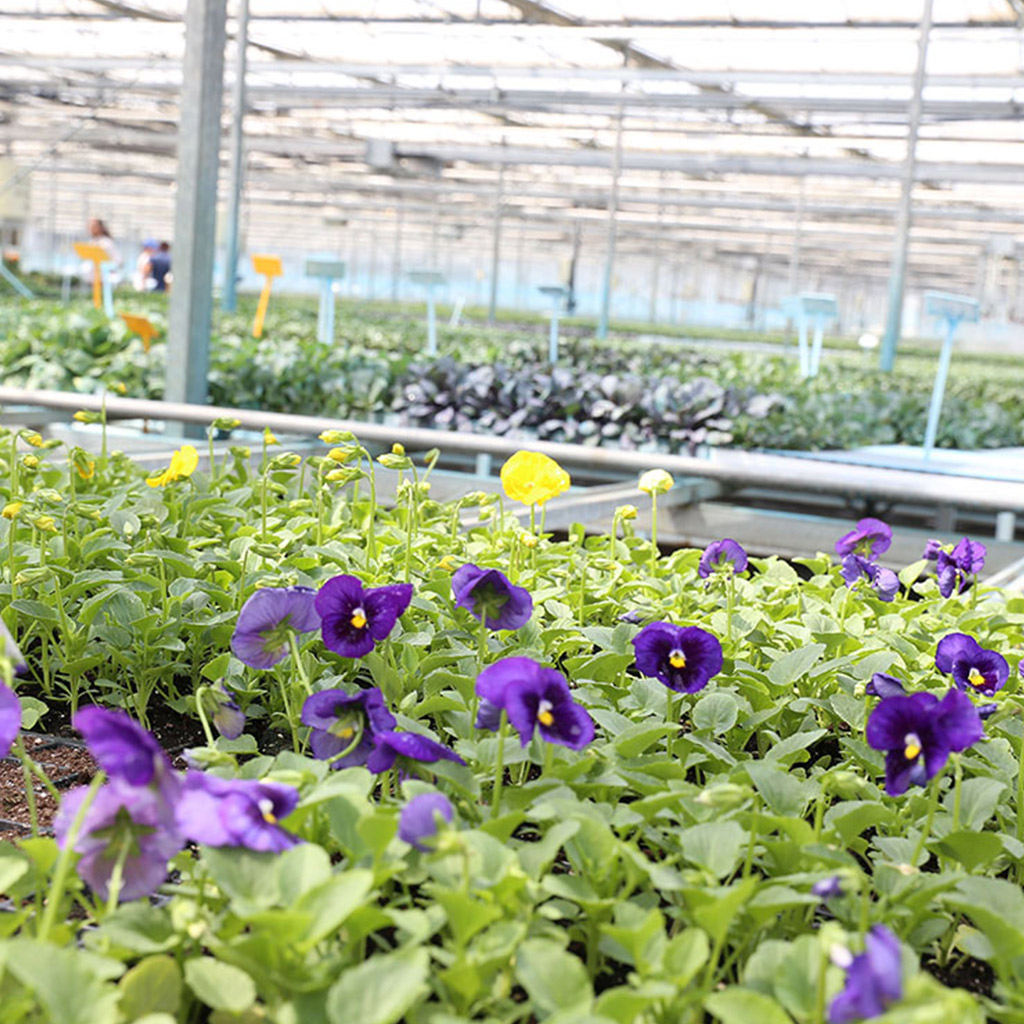 Bitki Üretim Tesisi